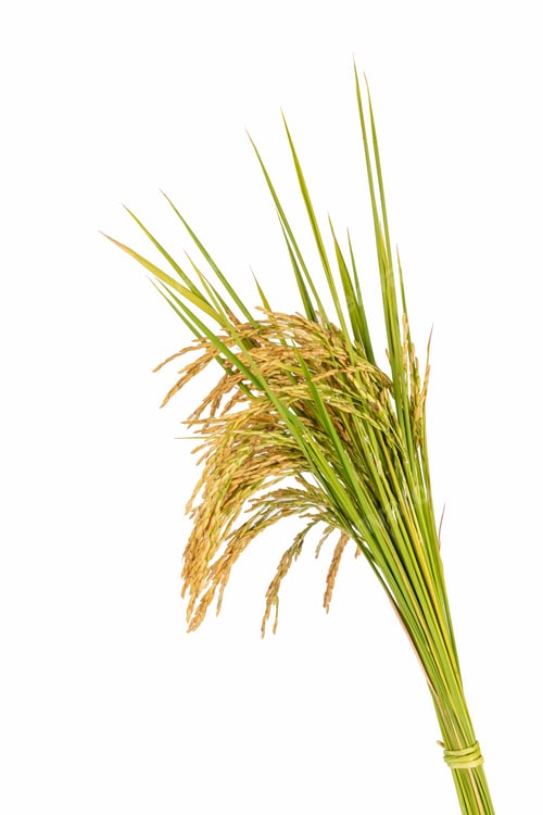 Preview: ripe rice crops isolated