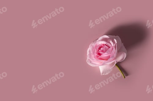 Preview: Template for a romantic greeting card with soft pastel pink roses on a pink background. Floral frame