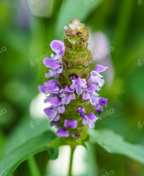 Preview: Close-up of a blooming heal-all flower in macro view