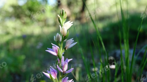 Preview: Wildflower in lush meadow