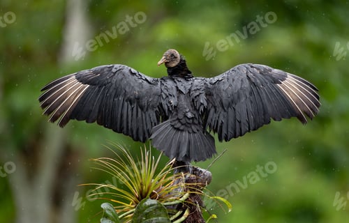 Preview: Black Vulture (Coragyps atratus) with Wings Spread Open in the Rain