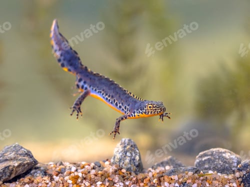 Preview: Alpine newt aquatic animal swimming in freshwater habitat