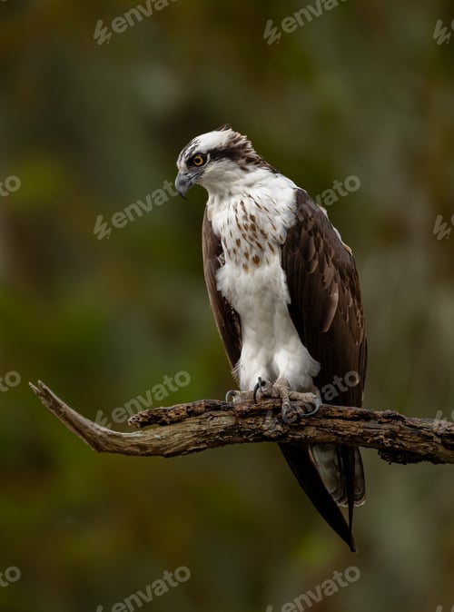 Preview: Osprey in Southern Florida