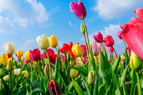 Preview: Captivating View of Colorful Tulip Flowers Blooming Under a Bright Blue Sky with Fluffy Clouds
