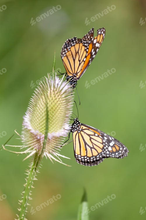 Preview: Two monarch butterflies in a flower in summer