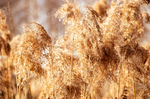 Preview: Pampas grass at sunset. Reed seeds in neutral colors on a light background.