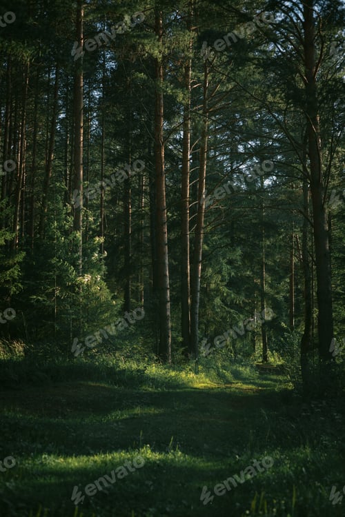 Preview: Sunlight filters through trees in a dense forest during a clear day in the afternoon