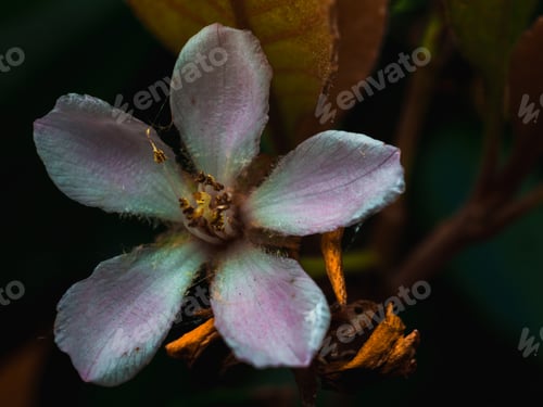 Preview: Close-up of a miniature flower hidden in the dark