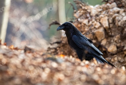 Preview: Common raven sitting on ground in autumn nature from side