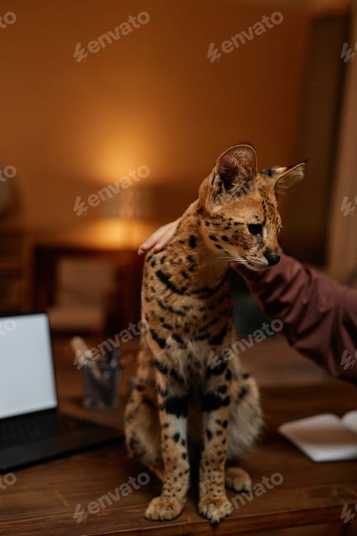 Vista previa: Serval Cat Sitting on Desk with Girl