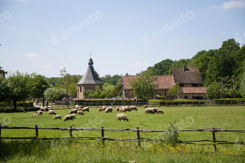 Preview: A flock of sheep grazes on a green pasture on a sunny da , countryside in Belgium, rural