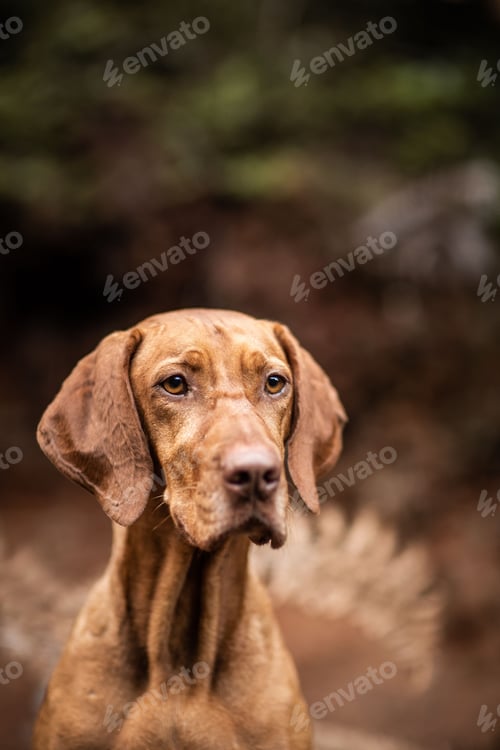 Preview: Vertical closeup shot of a beautiful Vizsla in the forest