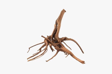 Preview: Tangled Root Structure of Decayed Wood