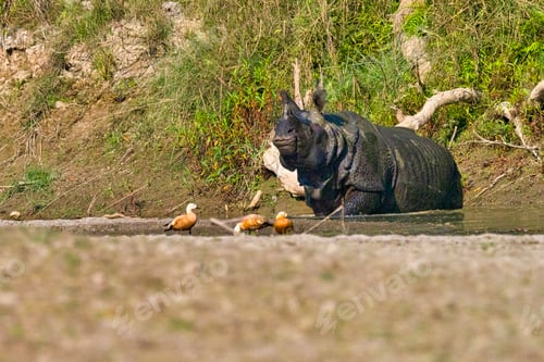 Preview: Greater One-horned Rhinoceros, Royal Bardia National Park, Nepal