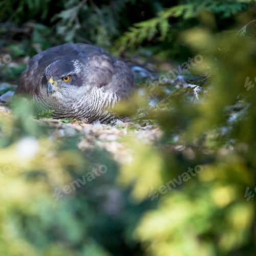 Preview: hawk sitting on eggs
