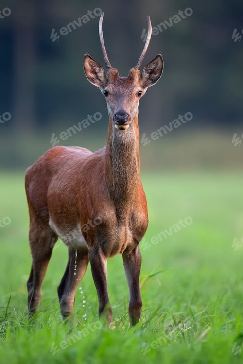 Preview: Red deer in the wild