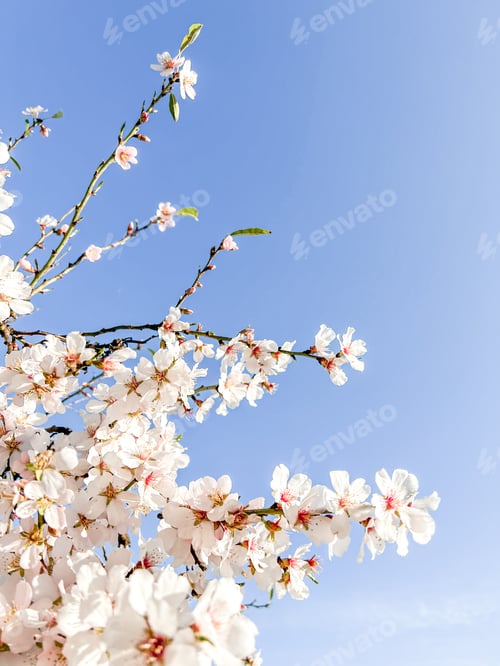 Preview: close-up of a blossomed almond tree in Spain