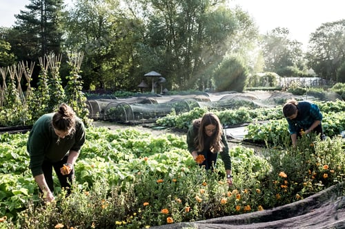 Preview: Three gardeners working in a vegetable bed, picking edible flowers.