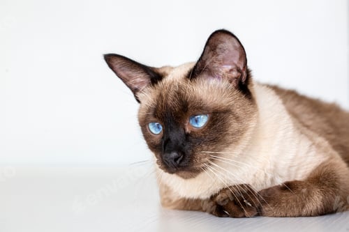 Preview: Pet animal; cute siamese cat
