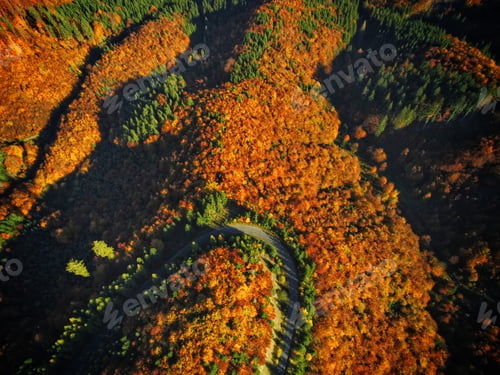 Preview: Aerial autumn nature, road, orange