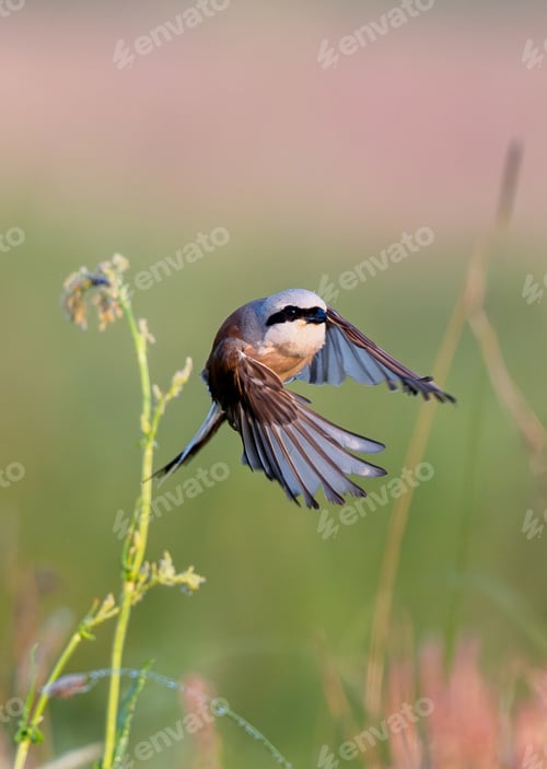Preview: Male Red-Backed Shrike Currently Perching