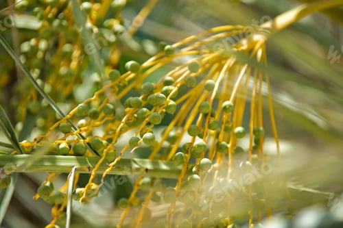 Preview: Closeup of ripening palm tree organic date fruit growing in a desert oasis on a warm spring day