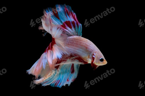 Preview: Colorful with main color of light pink, blue and red betta fish, Siamese fighting fish
