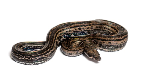 Preview: Boa constrictor leopard, isolated on white