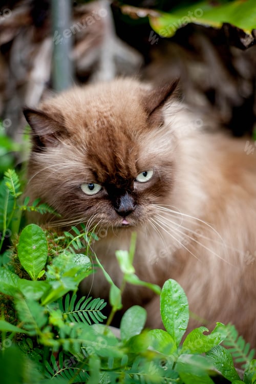 Preview: Persian cat eating favorite cat grass on concrete floor