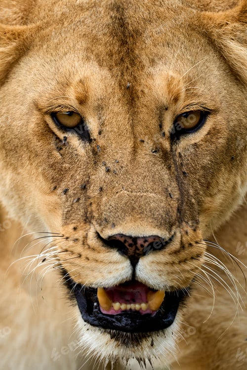 Preview: Close-up of the face of a wild lioness full of flies