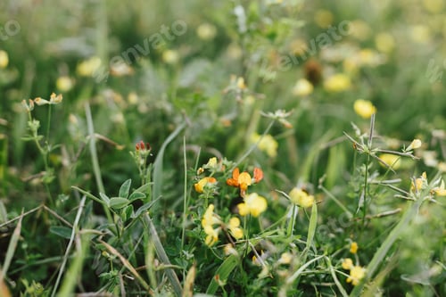 Preview: Wildflowers in summer meadow. Lotus corniculatus flowers close up in countryside