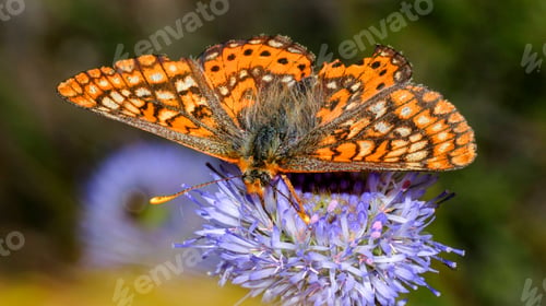 Preview: Brush-footed Butterfly, Sierra de Guadarrama National Park, Spain,