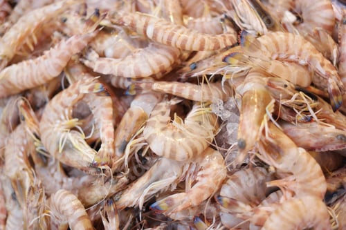 Preview: Pile of striped shrimps close up.