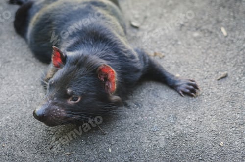 Preview: Tasmanian Devil
