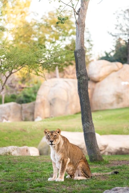 Preview: Lioness looking at camera calmly in a zoo.