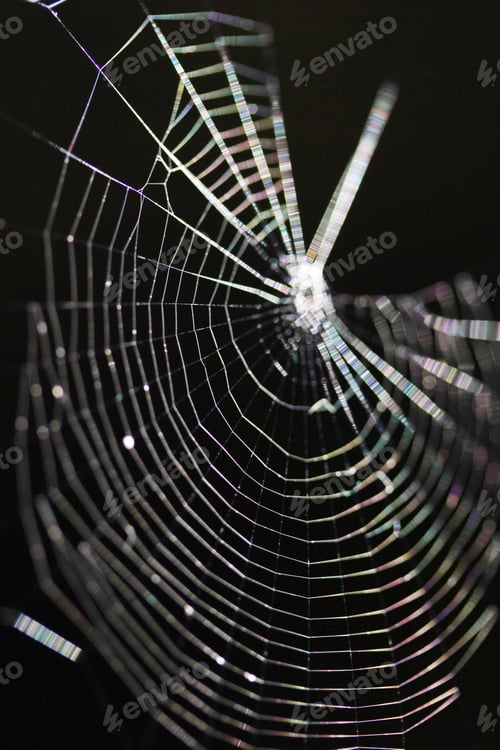 Preview: Spider web black background
