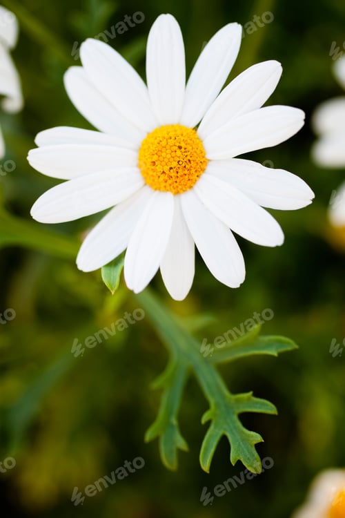 Preview: marguerite
