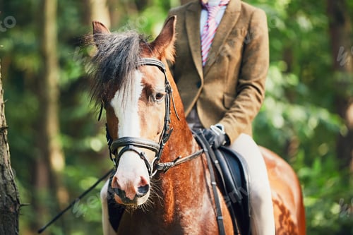 Preview: Girl riding a horse in forest