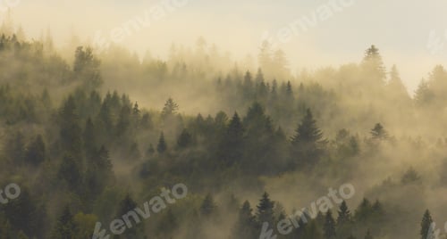 Preview: Misty landscape with foggy forest wallpaper