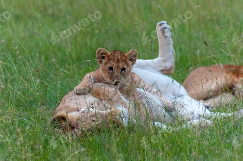 Preview: A young lion cub rests on its back in a grassy field, playfully looking at the camera.