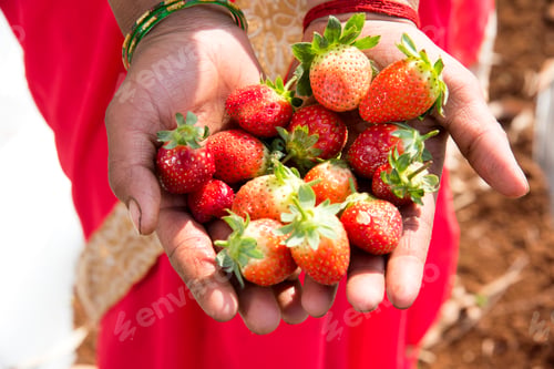 Preview: Holding fresh strawberry in hands