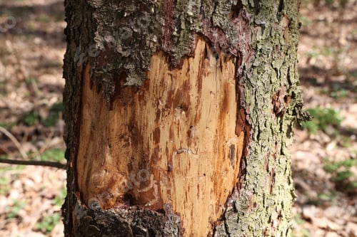 Preview: Closeup shot of tree trunk with peeling bark damaged by a bark beetle