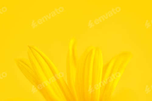 Preview: Yellow flower petals of topinambur on yellow background, top copy space, blurred yellow flower