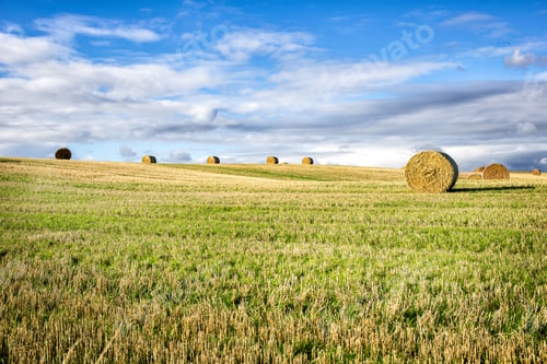 Preview: agricultural field and blue sky