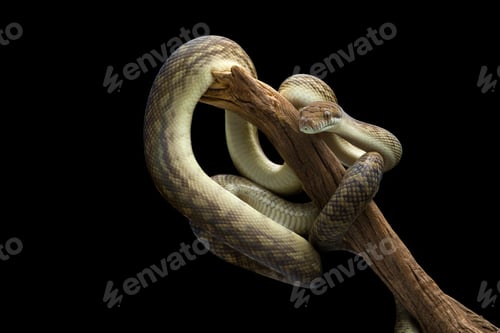 Preview: Amethystine Python hanging on a branch isolated on black background