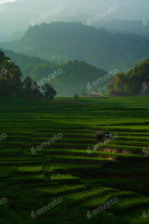 Preview: Scenic view of the landscape and plantation in Majalengka, West Java, Indonesia