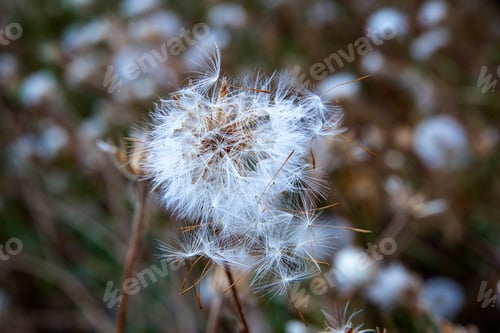 Preview: Dandelion head with many stamens stirred by the wind.