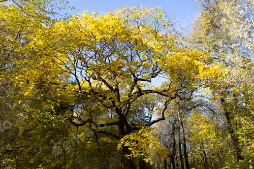 Preview: Autumn tree