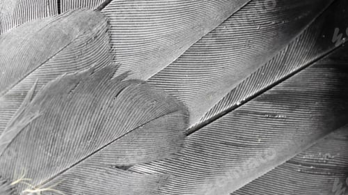 Preview: gray feather pigeon macro photo. texture or background
