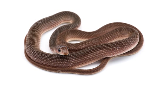 Preview: The rufous beaked snake isolated on white background